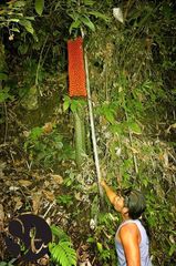 Amorphophallus titanum