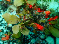 Sargassum incisifolium