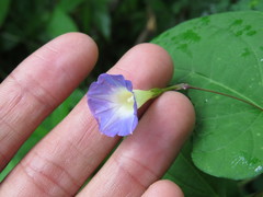 Ipomoea aristolochiifolia