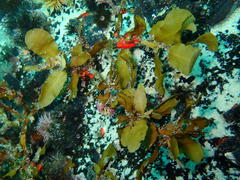 Sargassum incisifolium