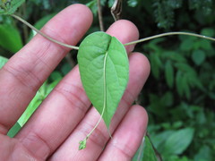 Ipomoea aristolochiifolia