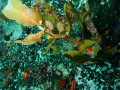 Sargassum incisifolium