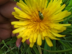 Diabrotica decempunctata