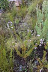 Serruria pedunculata