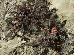 Acaena saccaticupula
