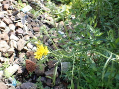 Crepis tectorum