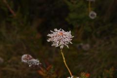 Serruria pedunculata