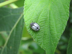 Epilachna nigrocincta