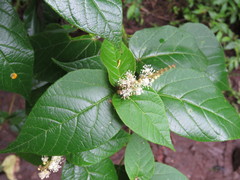 Croton adspersus
