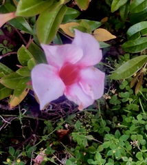 Mandevilla sanderi