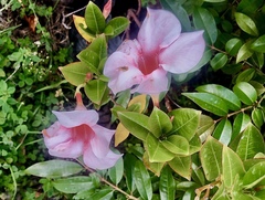 Mandevilla sanderi