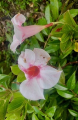 Mandevilla sanderi