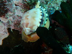 Semicassis zeylanica