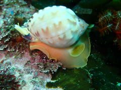 Semicassis zeylanica