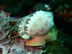 Semicassis zeylanica