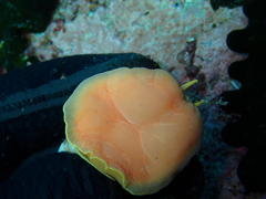 Semicassis zeylanica