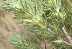 Aspalathus acanthes