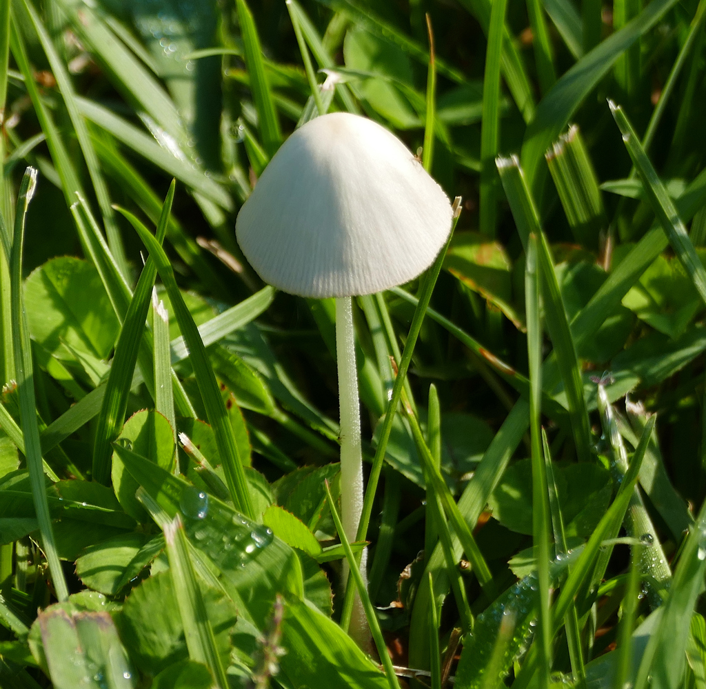 milky conecap from Dorchester County, MD, USA on September 08, 2021 at ...