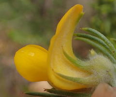 Aspalathus acanthes