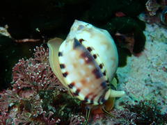 Semicassis zeylanica