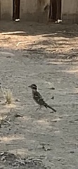 Pheucticus melanocephalus