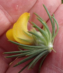 Aspalathus acanthes