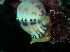 Semicassis zeylanica