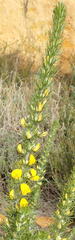 Aspalathus acanthes
