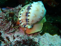 Semicassis zeylanica