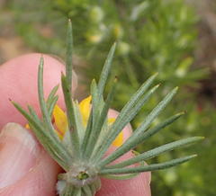 Aspalathus acanthes