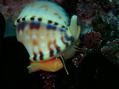 Semicassis zeylanica