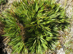 Aciphylla montana gracilis