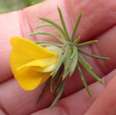 Aspalathus acanthes