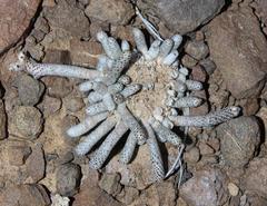 Anacampseros ustulata