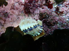 Semicassis zeylanica