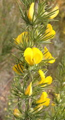 Aspalathus acanthes