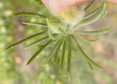Aspalathus acanthes