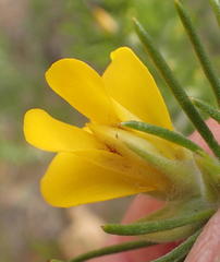 Aspalathus acanthes