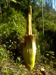 Amorphophallus titanum