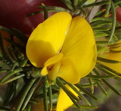 Aspalathus acanthes