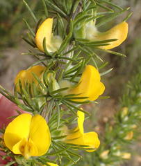 Aspalathus acanthes