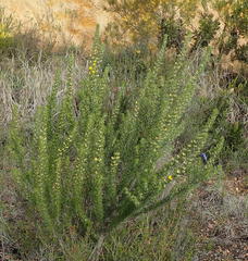 Aspalathus acanthes