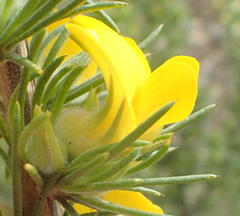 Aspalathus acanthes