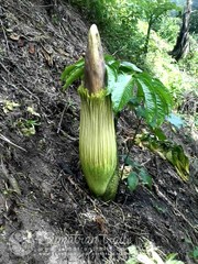 Amorphophallus titanum