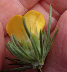 Aspalathus acanthes