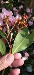 Rhaphiolepis indica