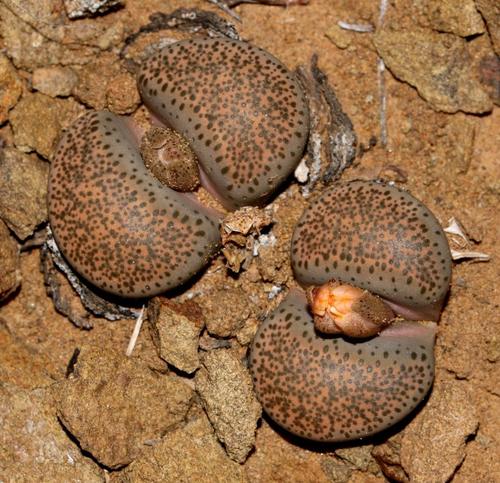 Lithops localis