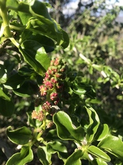 Anisomeria littoralis