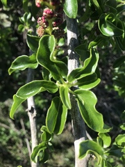 Anisomeria littoralis