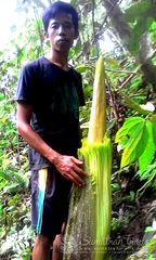 Amorphophallus titanum